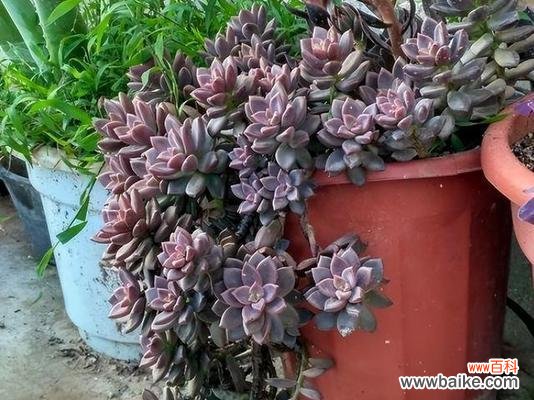 这些植物不仅美丽，还需要你的额外关注 十大难养多肉植物，你中招了吗？