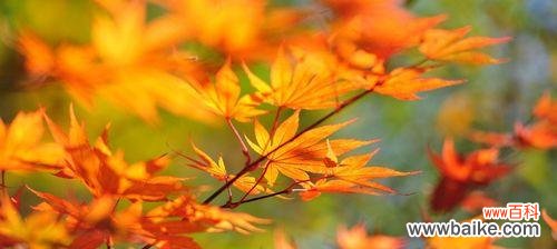 秋花的种类和特点 秋天的花,美在深秋