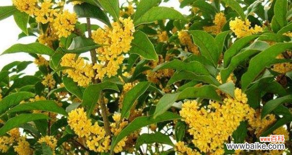 秋花的种类和特点 秋天的花,美在深秋