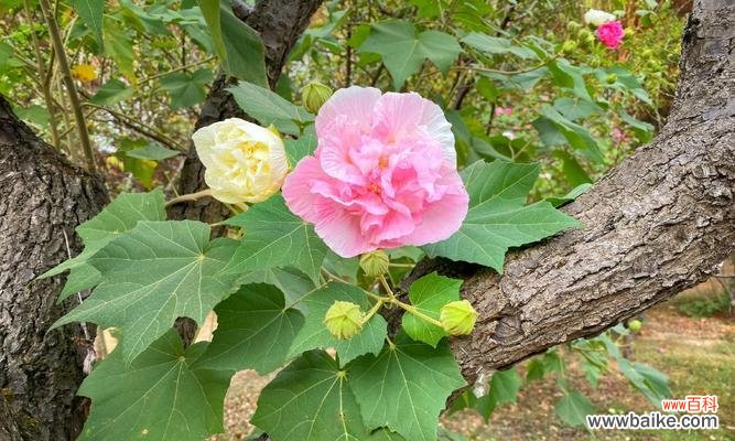 秋花的种类和特点 秋天的花,美在深秋