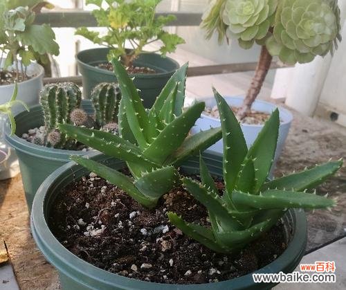 肥沃土壤、适宜温度与正确浇水方法是关键 如何让芦荟能够健康又茁壮地成长？