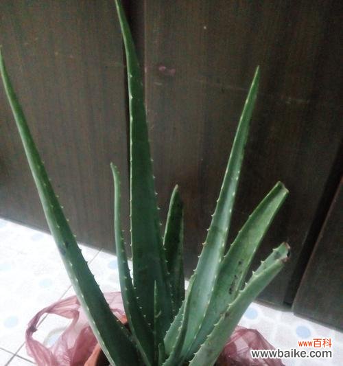 肥沃土壤、适宜温度与正确浇水方法是关键 如何让芦荟能够健康又茁壮地成长？