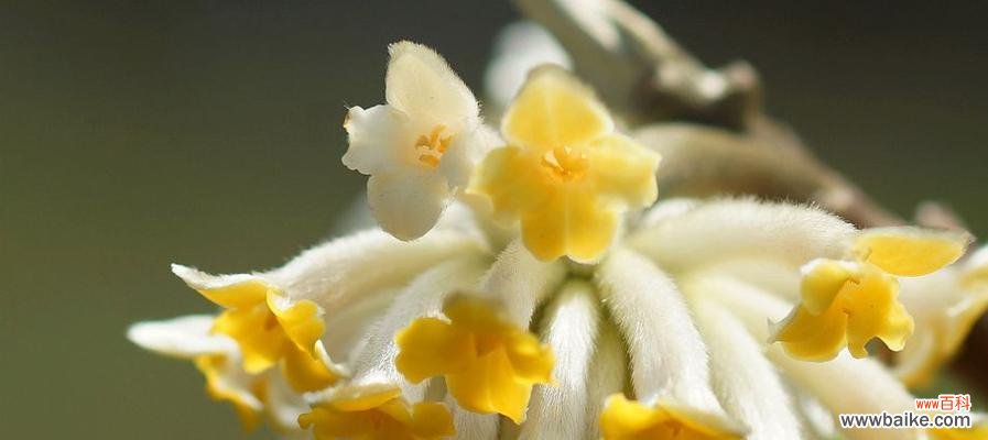 探究香花的象征意义与风水作用 香花的寓意与风水之道