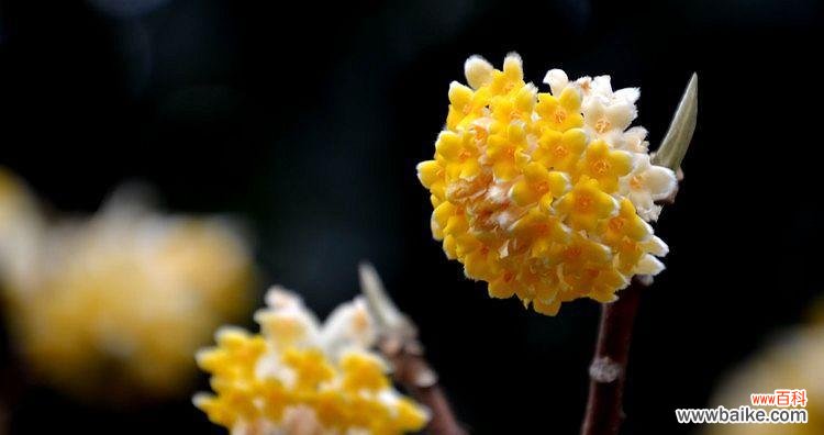 探究香花的象征意义与风水作用 香花的寓意与风水之道