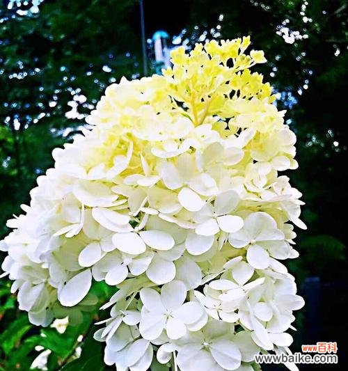 深入探讨花的象征意义 花的花语