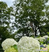 深入探讨花的象征意义 花的花语