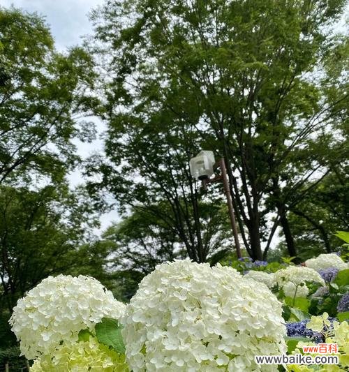 深入探讨花的象征意义 花的花语