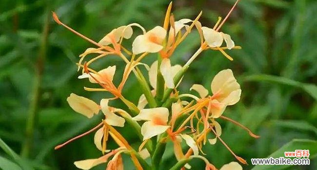 探寻姜花的花语和传说 姜花的花语和寓意