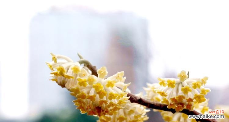 传承世代的香气 以结香的花语传说