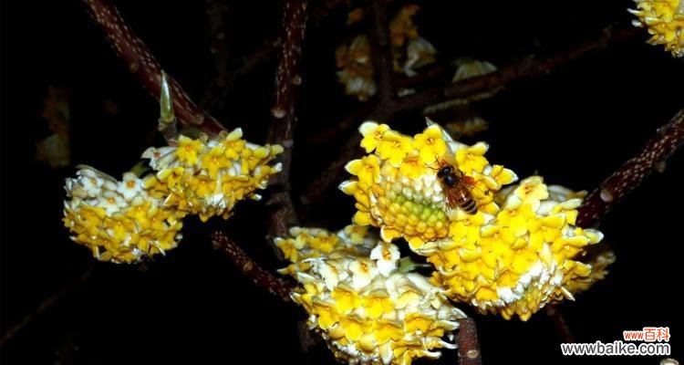 传承世代的香气 以结香的花语传说