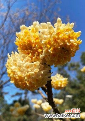 探秘以结香的含义及其神奇传说 以结香的花语与传说故事