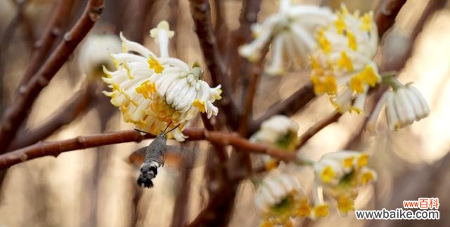 探秘以结香的含义及其神奇传说 以结香的花语与传说故事