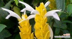 探索金苞花的深层含义 金苞花的花语及其寓意