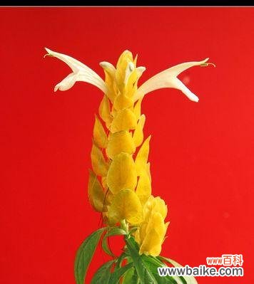 探索金苞花的深层含义 金苞花的花语及其寓意