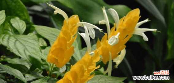 探索金苞花的深层含义 金苞花的花语及其寓意
