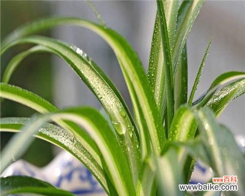 呵护心灵的绿意──以金边吊兰为主题的花语探究 金边吊兰之美