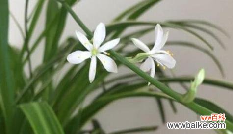 呵护心灵的绿意──以金边吊兰为主题的花语探究 金边吊兰之美