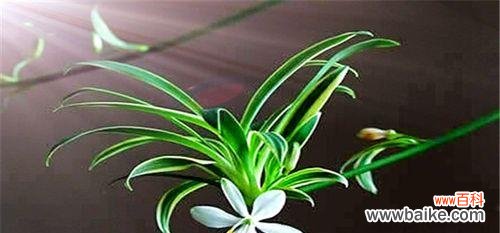 探索金边吊兰的花语和象征意义 金边吊兰开花寓意是什么