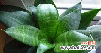 揭示金边虎皮兰开花所蕴含的秘密与启示 金边虎皮兰开花的寓意及象征意义