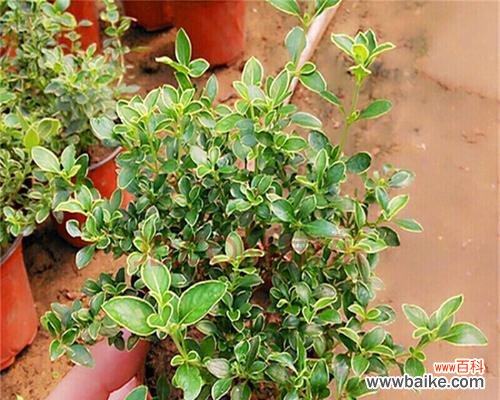 探索金边六月雪的神奇魅力 金边六月雪的寓意与风水