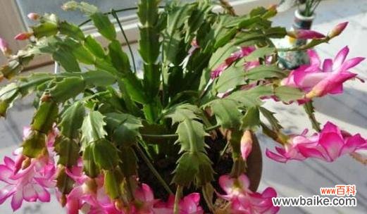 探秘金蝉花的花语及其文化内涵 金蝉花