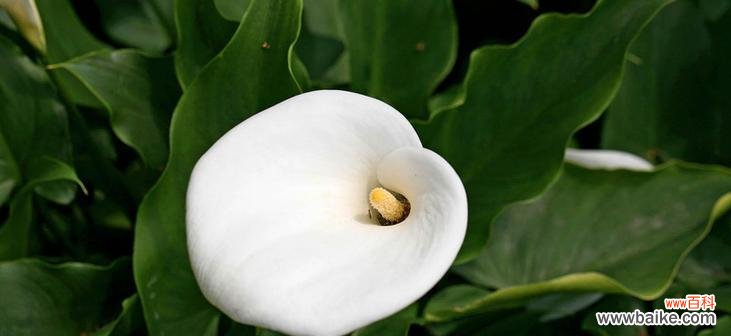 探秘金蝉花的花语及其文化内涵 金蝉花