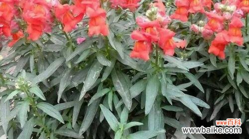 探秘金蝉花的花语及其文化内涵 金蝉花