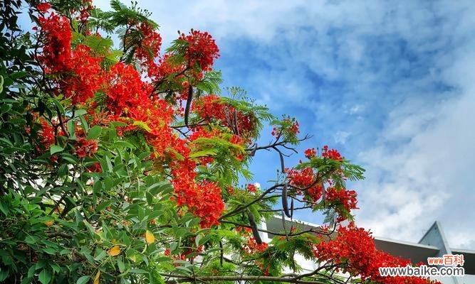 探寻金凤花的神秘之美 金凤花的寓意与象征意义