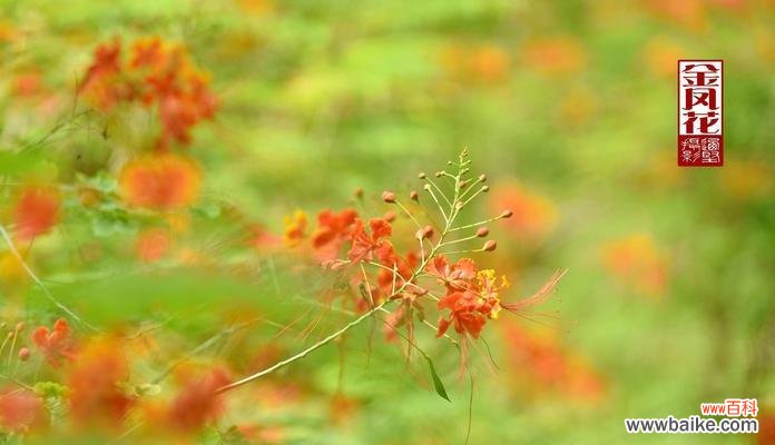 探寻金凤花的神秘之美 金凤花的寓意与象征意义