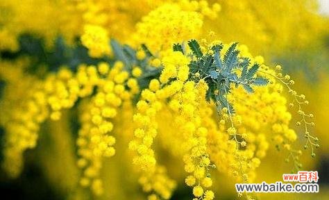 用花的语言表达情感 以金合欢花语传递心意