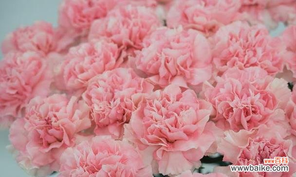 金缕梅 金缕梅的花语-纯洁、坚强与美丽