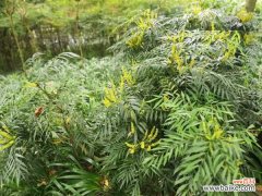 十大功劳的病虫防治