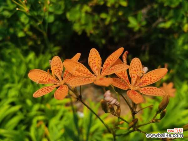 射干的病虫害防治