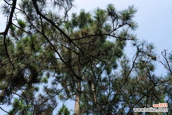 黑松的病虫害防治