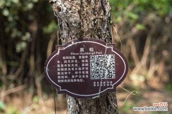 黑松的病虫害防治