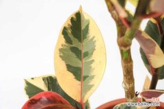 橡皮树叶子发黄掉落怎么办