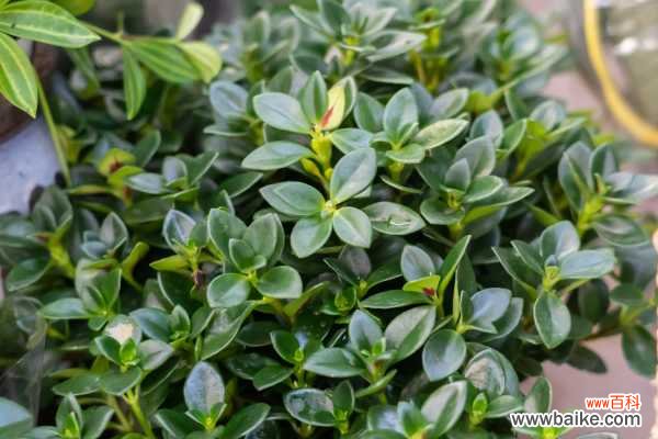 金鱼吊兰叶子上有黄斑怎么解决