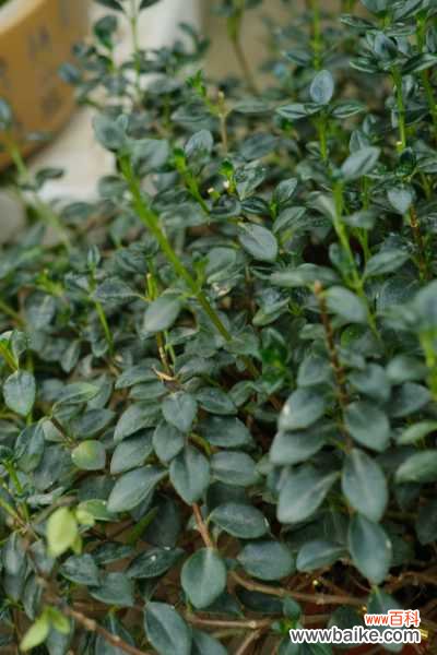 金鱼吊兰叶子上有黄斑怎么解决