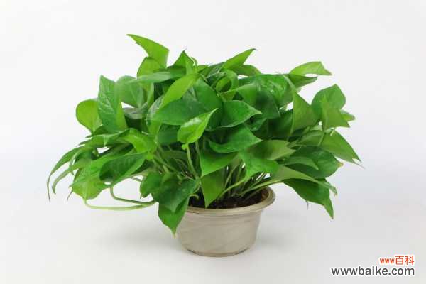 绿萝花叶子黄怎么办