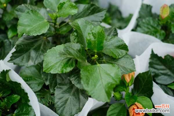 扶桑花叶子下垂并发黄怎么办