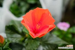 扶桑花叶子下垂并发黄怎么办