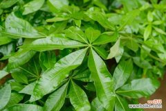 发财树叶子下垂发黄怎么办