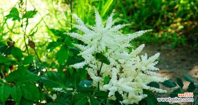 落新妇花语是什么意思?落新妇的寓意有哪些常见问题?