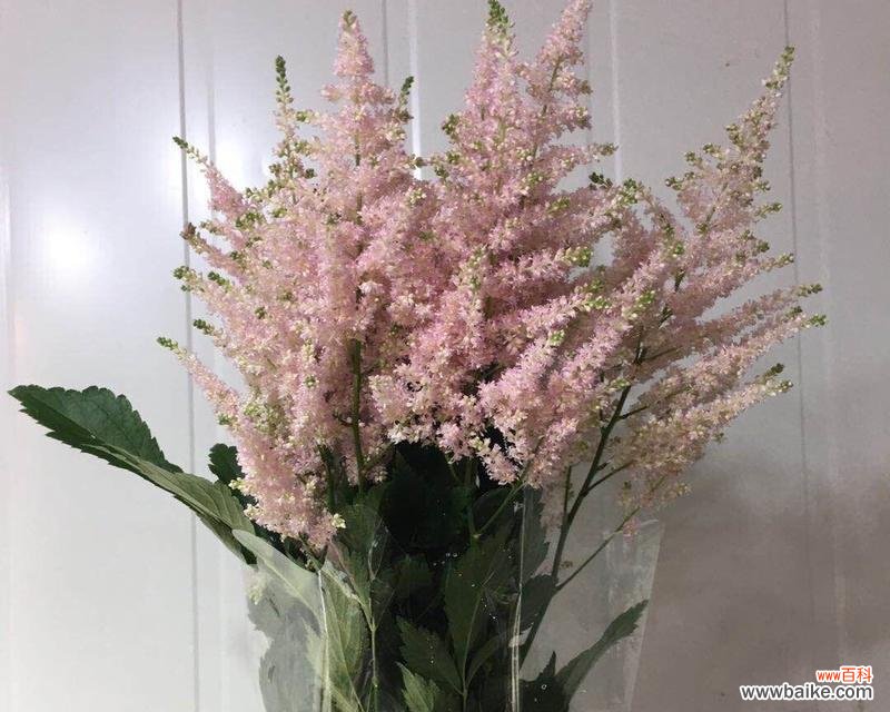 落新妇花语是什么意思?落新妇的寓意有哪些常见问题?