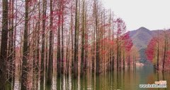 落羽杉象征着什么？落羽杉的寓意有哪些常见问题解答？