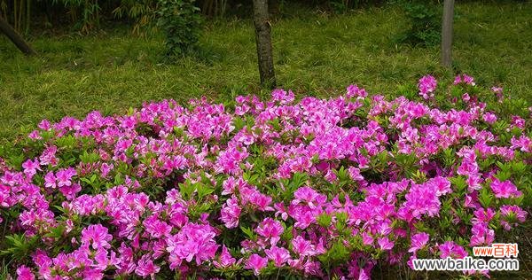 落羽杉的寓意是什么?它的花语有哪些含义?