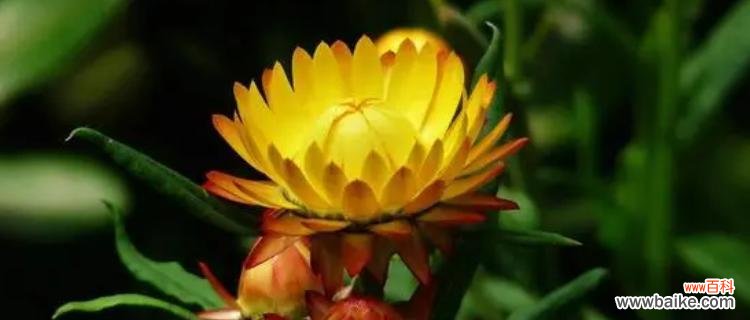 麦秆菊的花语是什么？了解麦秆菊的象征意义和用途？