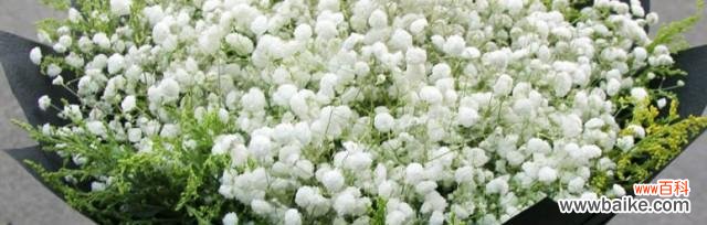 满天星花语寓意是什么意思?如何正确解读满天星的花语含义?