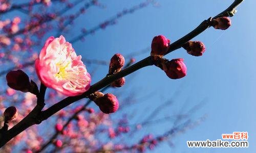 梅花象征意义是什么？梅花的花语和文化含义有哪些？