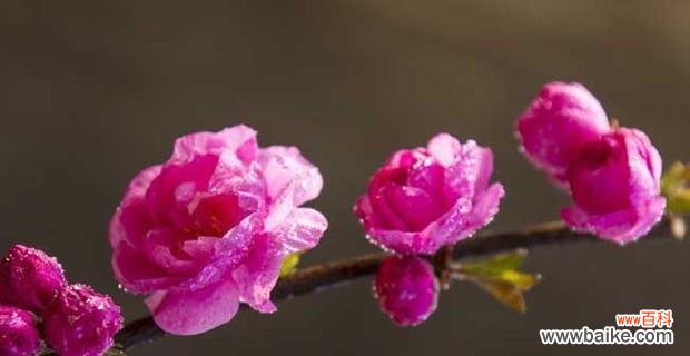 梅花象征意义是什么？梅花的花语和文化含义有哪些？